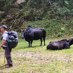 Oxen and our guide ready to protect if they moved toward us