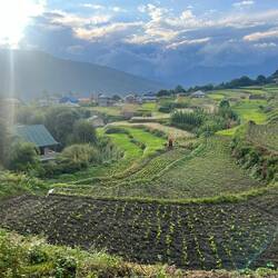 Swanta village gardens