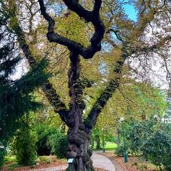 Alter Baum im Königlichen Garten