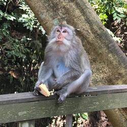 Monkey Forest