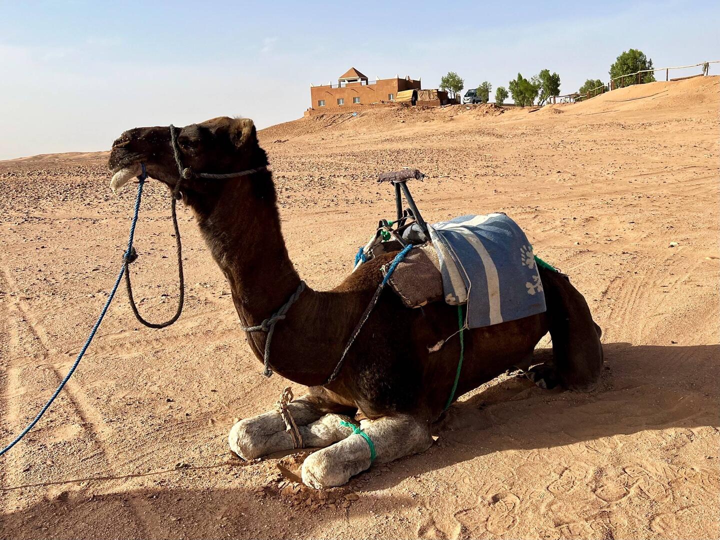 Mein langersehntes Dromedar 🐪