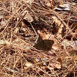 Suchbild mit Schmetterling