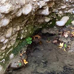 Suchbild mit roter Krabbe