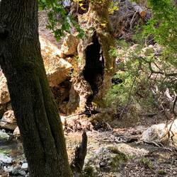 Vom Feuer ausgehöhlter Baum - und er lebt