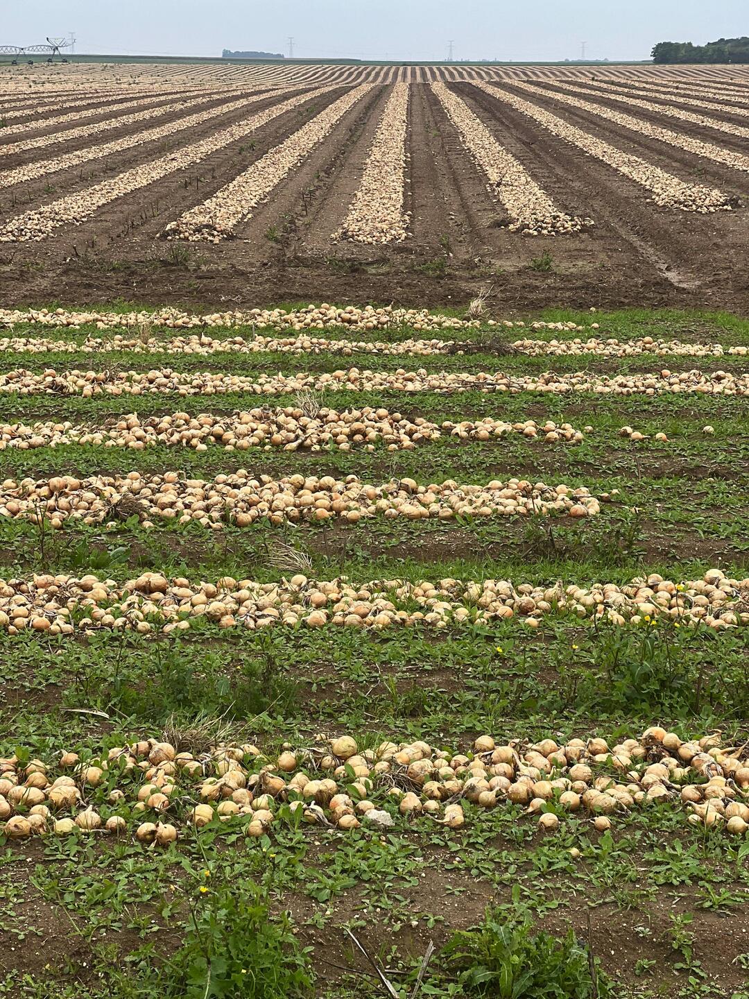 These are onions. I remain baffled as to why they are arranged like this.