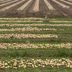 These are onions. I remain baffled as to why they are arranged like this.