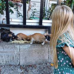 Merle und die Katzenbabys