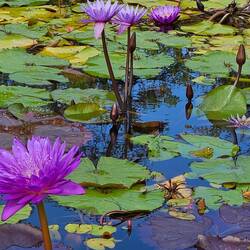 Water lilies