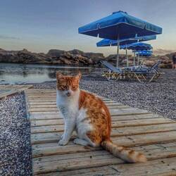 Schon an der Straße steht: langsam fahren wegen der Katzen, die hier auch ihr Revier verteidigen