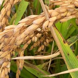 Riz