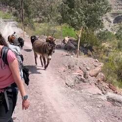 Ein Esel und Kühe begrüßen uns