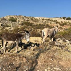 In den Bergen sind hier auch ein paar Esel am Start