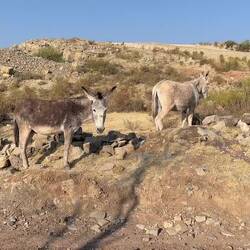 Allzu hilfsbereit sind die beiden leider nicht