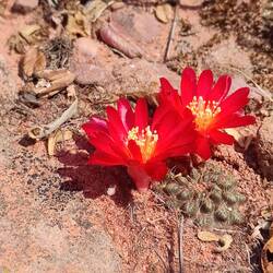 Ein intensiver Farbfleck am Wegesrand
