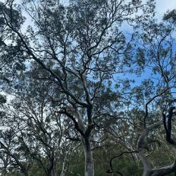 Morialta Conservation Park