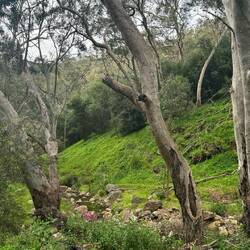 Morialta Conservation Park