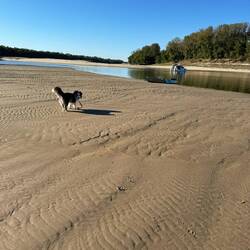 Moki making full use of the sand bar