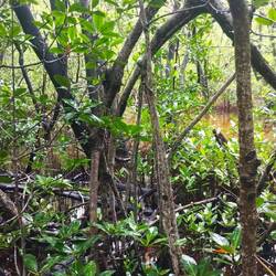 Mangrove (without alligators)