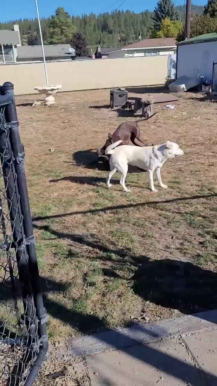 Ava being the cheerleader