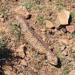 Sleepy on Mt Plantagenet