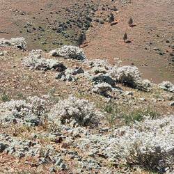 Looking down at the spinifex