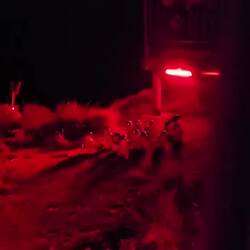 Fun video of the penguins from the viewing area