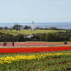 Table Cape Lighthouse behind the Tulip Festival.