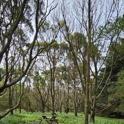 Cool trees on the Nut