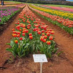 I liked the tulips called Down Jones. Lol