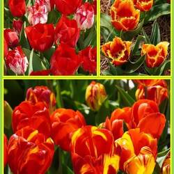 A few of J9's favorite tulips.