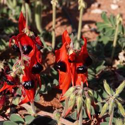Sturts Desert Pea (Wüstenerbse)