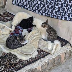 More cats than usual in Bukhara