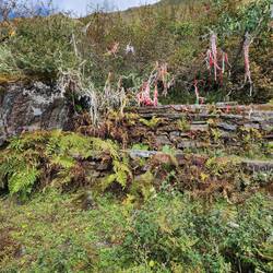 At the Full Moon Festival in August, locals trek to Khayer Lake & tie ribbon for safe travels alon