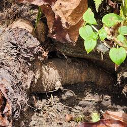 This root is used to make tea for constipation