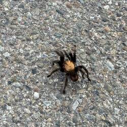 A migrating boy tarantula