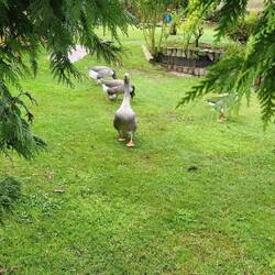 Guard dogs, aka geese