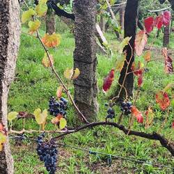 Grapes!