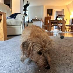 Tschüss Lotti ❤️