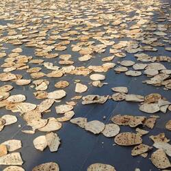 Die übrig gebliebenen Fladenbrote für die Vögel