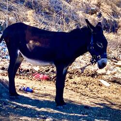 Wunderschöne Esel, denen ich ein glücklicheres Leben wünsche.