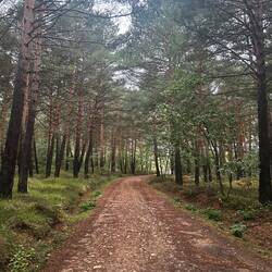 Fav Forest walking
