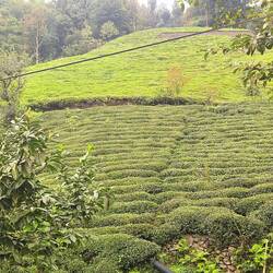 erste Teeplantagen....