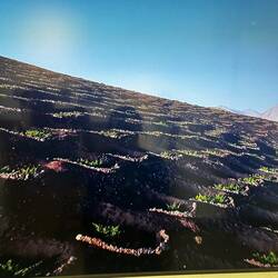 Aus dem Erlärvideo... hier werden die einzelnen Reben geschützt