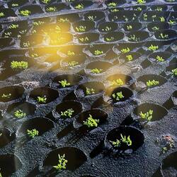 Jedes vulkanische Lavaloch enthält eine Weinrebe