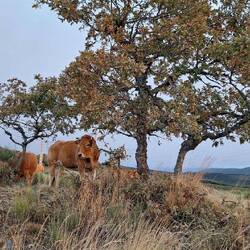 The cow was having a good scratch on the tree.
