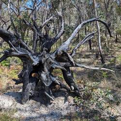 Just a random tree root. Thought it was interesting.