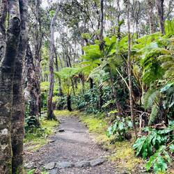 Durch Junglelandschaft
