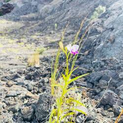 Selbst hier wachsen Orchideen 😂😍