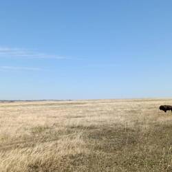 Bison! Part of the herd of ~80 that Justin managed for a couple of years