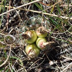 Native food: pincushion cactus - tastes like Kiwi Fruit, for real 😋